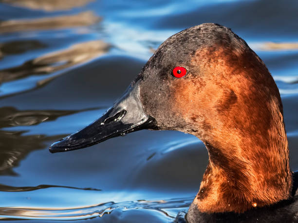 Male Canvasback Duck Male Canvasback Duck male north american canvasback duck aythya valisineria stock pictures, royalty-free photos & images