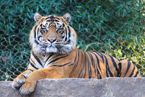 Beautiful Tiger looking directly at camera.