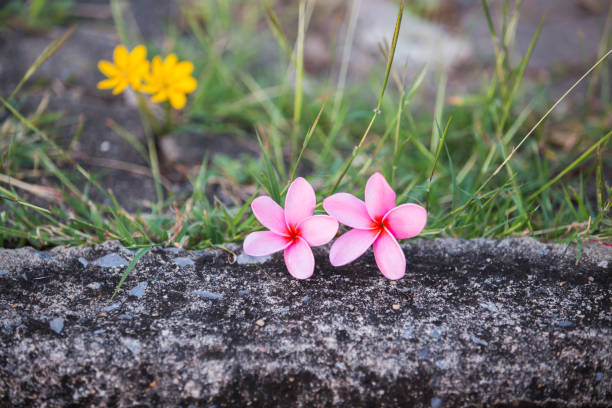 istock Pink Plumeria flowers, blooming. 641514236