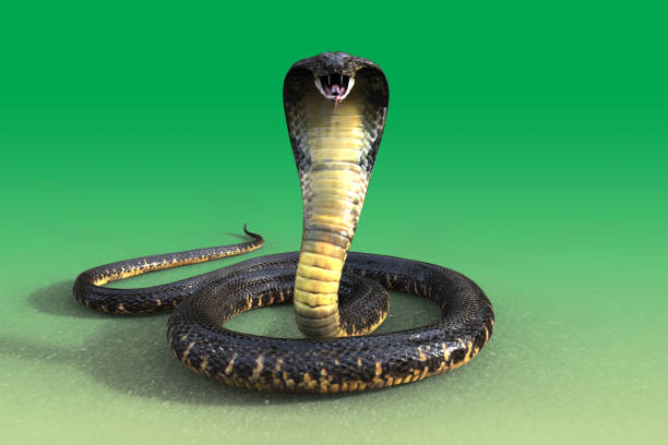 King cobra snake 3d King cobra snake isolated on green background ophiophagus hannah stock pictures, royalty-free photos & images