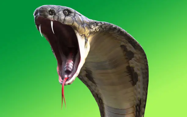 Close-Up Of 3d King cobra snake attack isolated on green background