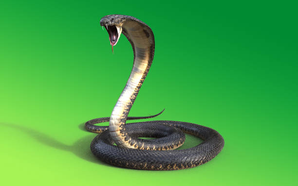 King Cobra Snake Stock Photo - Download Image Now - Adder, Africa, Animal -  iStock