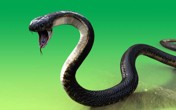 istock 3d King cobra snake isolated on green background, cobra snake 641517816
