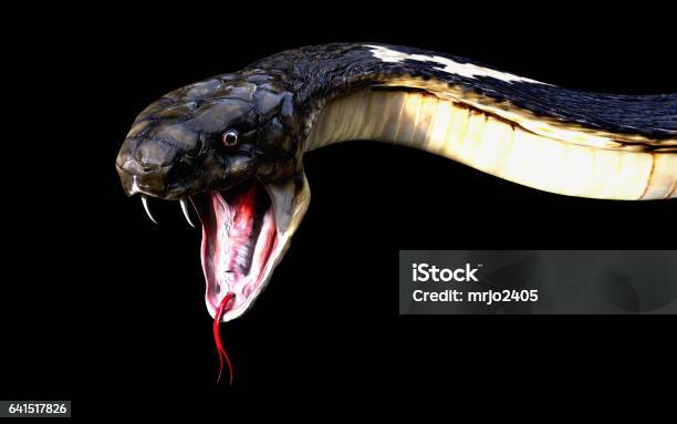 Nahaufnahme Von 3d Königskobra Schlange Angriff Auf Schwarzem Hintergrund Kobra Schlange Isoliert Stockfoto und mehr Bilder von Tierangriff