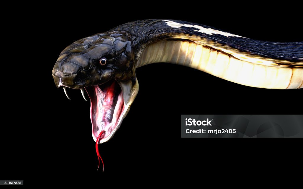 Close-Up Of 3d King cobra snake attack isolated on black background, cobra snake Animals Attacking Stock Photo