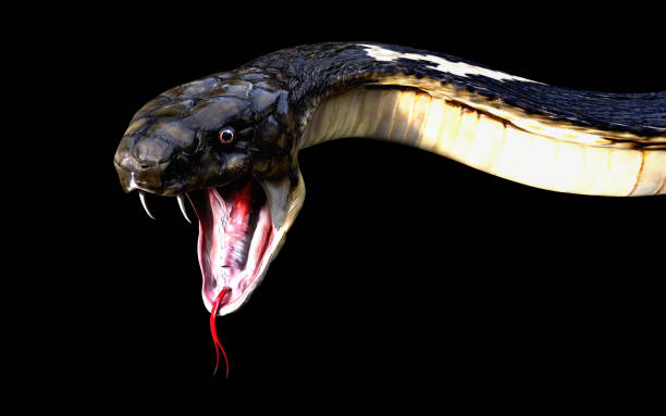 Close-Up Of 3d King cobra snake attack isolated on black background, cobra snake stock photo