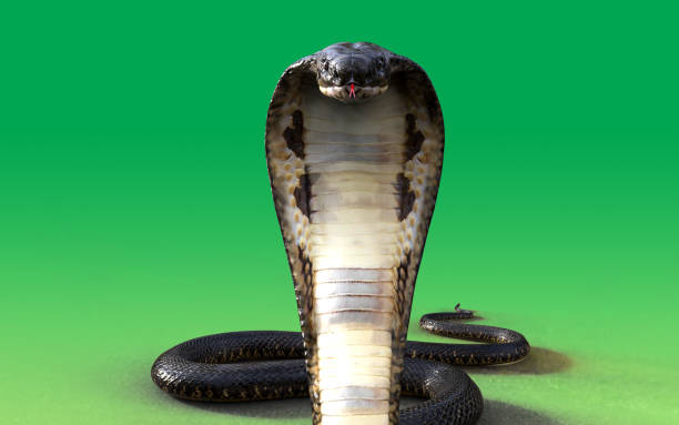 King Cobra Snake Stock Photo - Download Image Now - Back, Snake, Cobra -  iStock