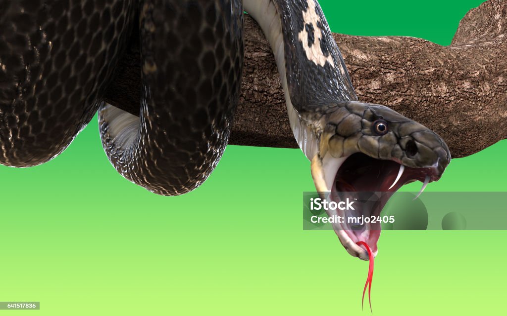 King cobra snake King Cobra snake on tree branch, isolated on green background Snake Stock Photo