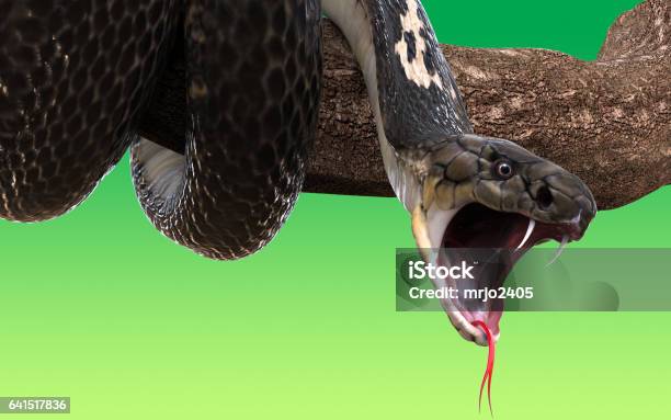 King Cobra Snake Stock Photo - Download Image Now - Snake, Biting, Fang