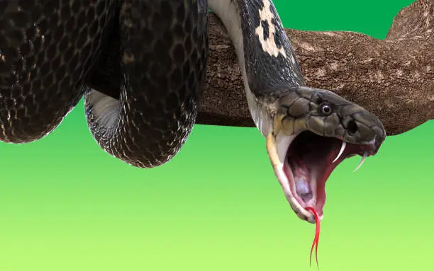 King Cobra snake on tree branch, isolated on green background