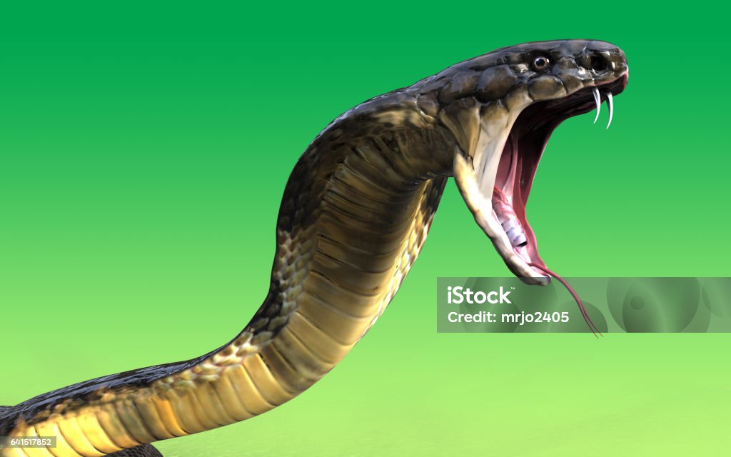 King cobra snake Close-Up Of 3d King cobra snake attack  isolated on green background King Cobra Stock Photo
