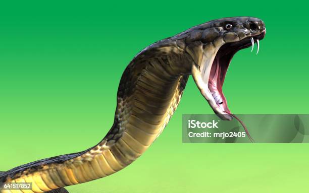 King Cobra Snake Stock Photo - Download Image Now - King Cobra, Snake, Animals Attacking