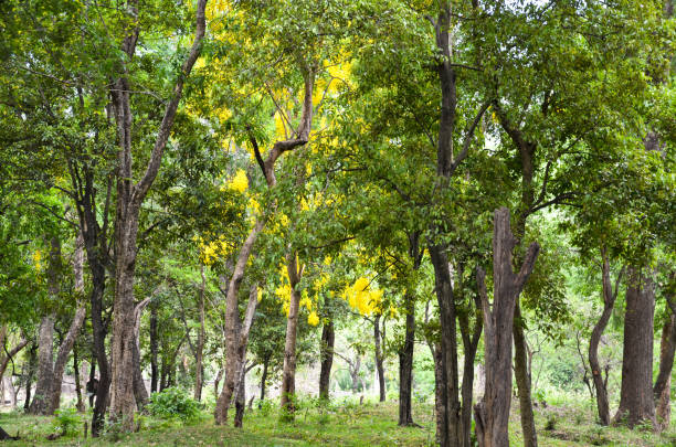 foresta di sandalo - sandalwood foto e immagini stock