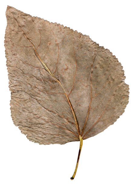 istock dried up leaves of poplar isolated 641521780