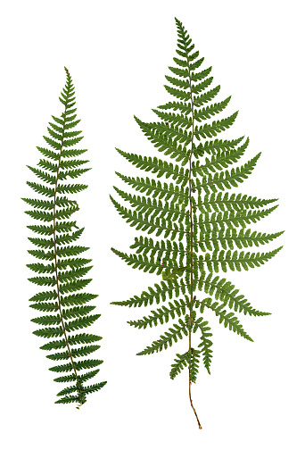Fern leaves in the forest background