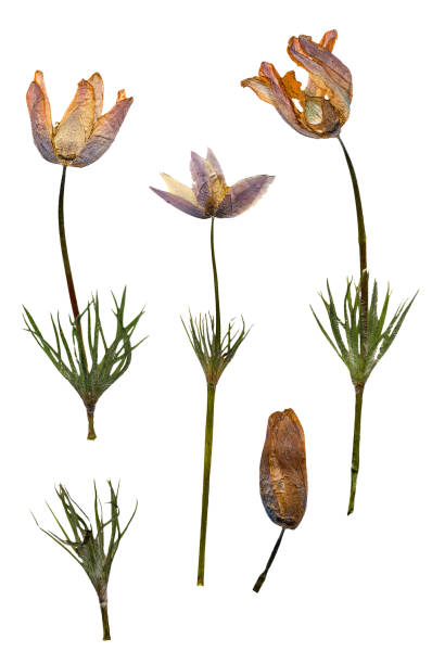 istock dry branch flower snowdrop and fresh green leaf close-up 641522072
