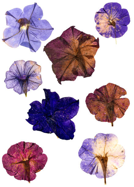 istock dried pressed colorful petunias isolated 641522412