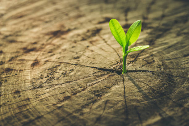 istock New Life concept with seedling growing.business development. 641523152