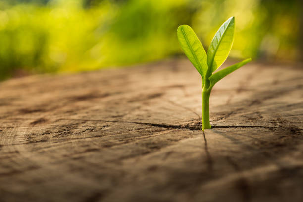 nuevo concepto de vida con desarrollo de plántula growing.business. - new leaves fotografías e imágenes de stock