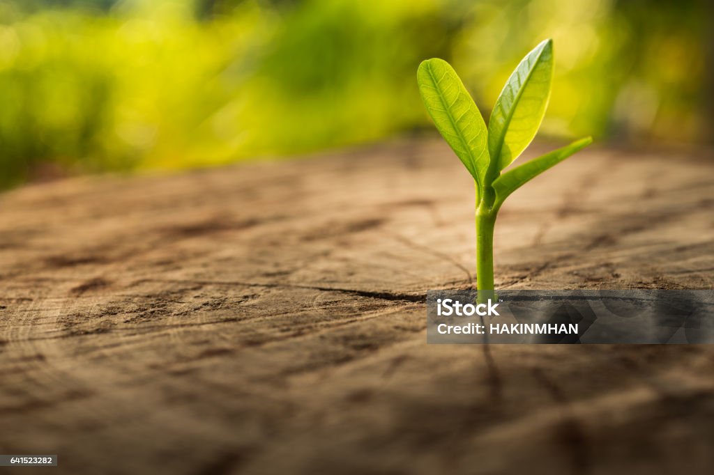 Nouveau concept de vie avec growing.business développement de la plantule. - Photo de Croissance libre de droits