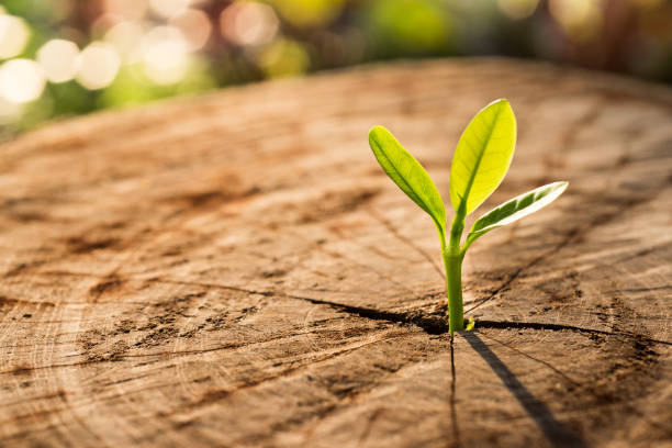 istock New Life concept with seedling growing sprout (tree) 641523960