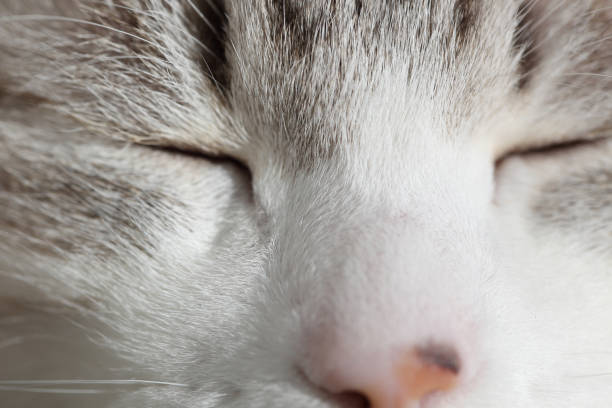 istock Closeup picture of cat face 641524266