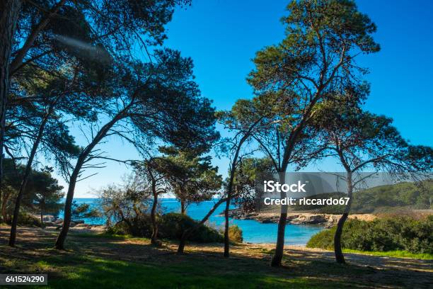 Pine Forest In Porto Selvaggio Bay Stock Photo - Download Image Now - Island, Agaricus Silvaticus, Arts Culture and Entertainment