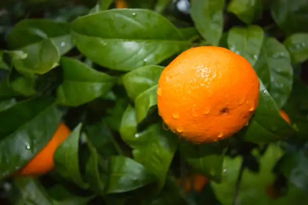 Photo of Tangerine and leaves on the tree, covered with raindrops..