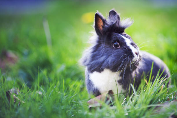 lapin dans la prairie - rabbit hairy gray animal photos et images de collection