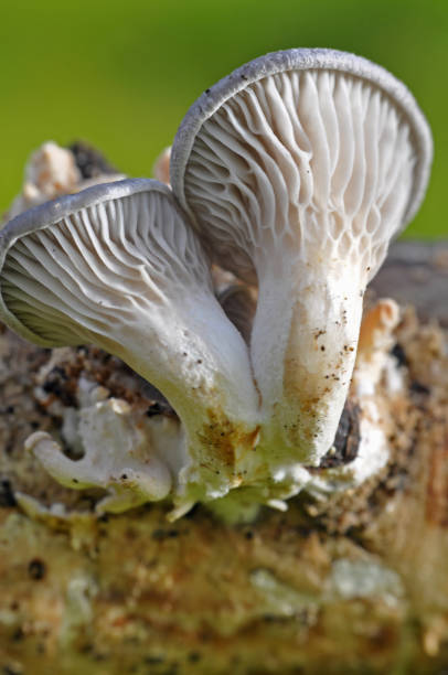 istock Pleurotus ostreatus 641526906