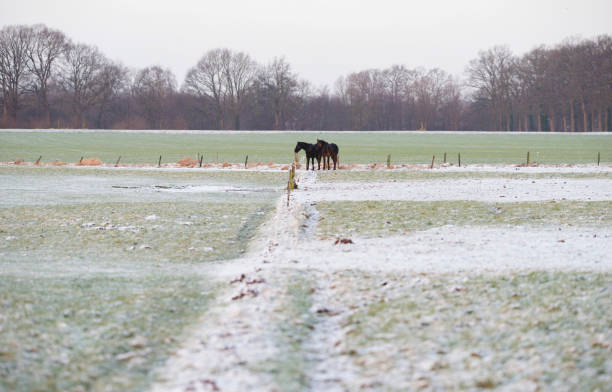 istock Two horses standing together in frozen meadow. 641526932