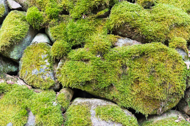 istock Mossy stone wall detail 641528646