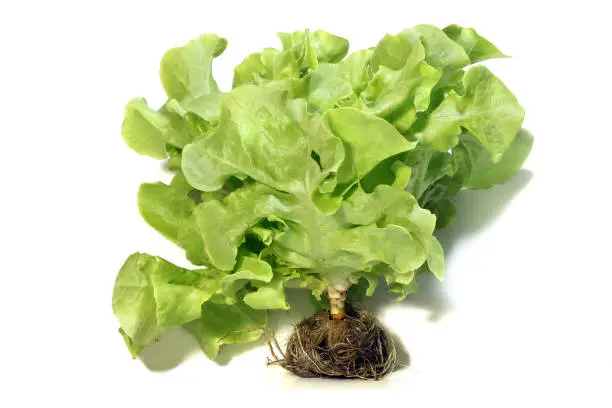 Green Oakleaf lettuce Vegetable salad isolated on white background.