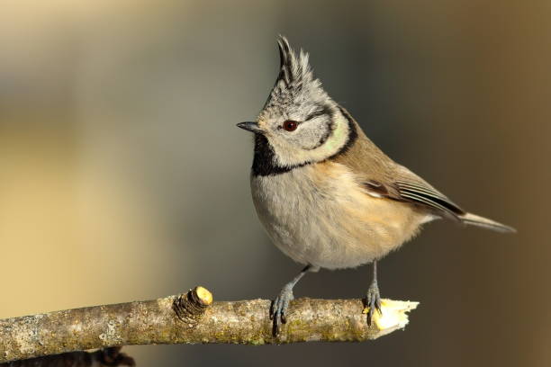 istock cute garden bird perched on twig 641530280