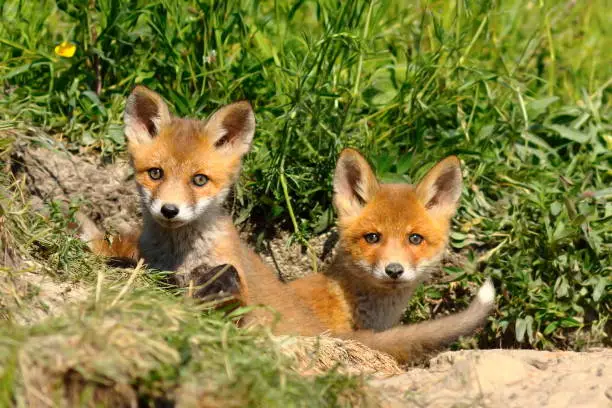 two cute european red fox siblings standing at the entrance of the den ( Vulpes, baby wild animals )