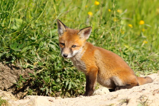 istock cute european wild fox cub 641530332