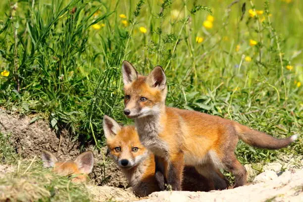 family of young european red fox cubs near the den ( Vulpes )