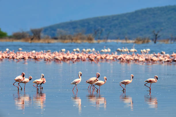 istock Flock of flamingos 641531406