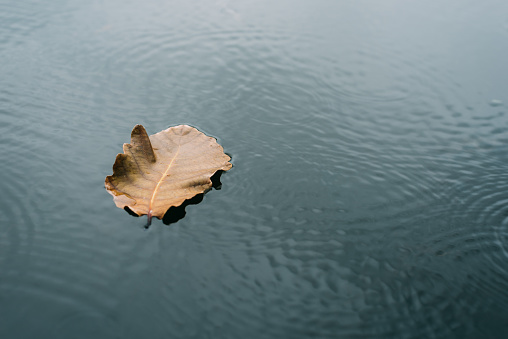 The leaves float on the water
