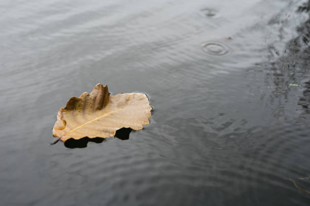 istock The leaves float on the water 641532136