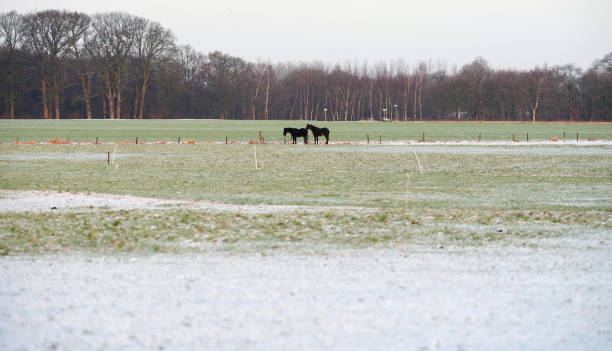 istock Two horses standing together in frozen meadow. 641532722