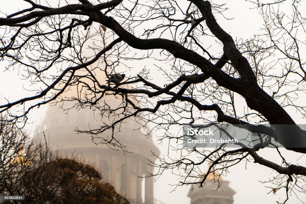St. Isaac's Cathedral in the fog St. Isaac's Cathedral in the fog through the branches of a tree with pigeon. Architecture Stock Photo