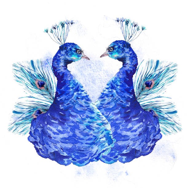 istock Watercolor vintage peacock, natural illustration 641533222
