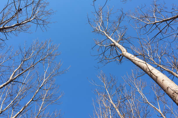 Branches full of sunlight. Beautiful natural rhythm.