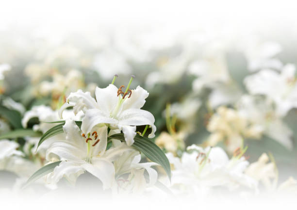 istock A sheet of White lily with white background 641535002