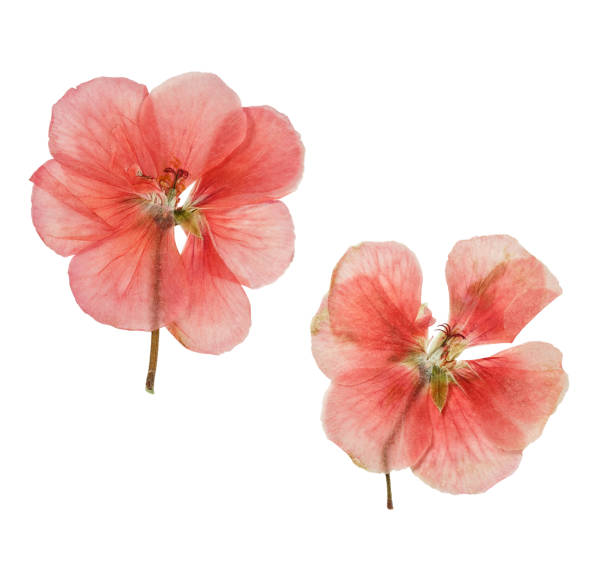 istock Pressed and dried salmon delicate transparent flowers geranium 641536380