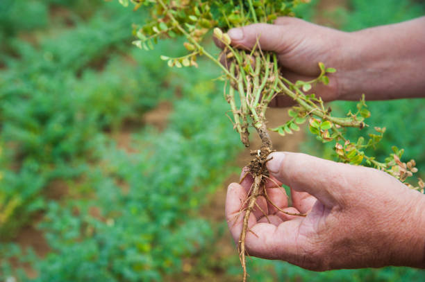 istock Farmer showing chickpeas in close up 641542828