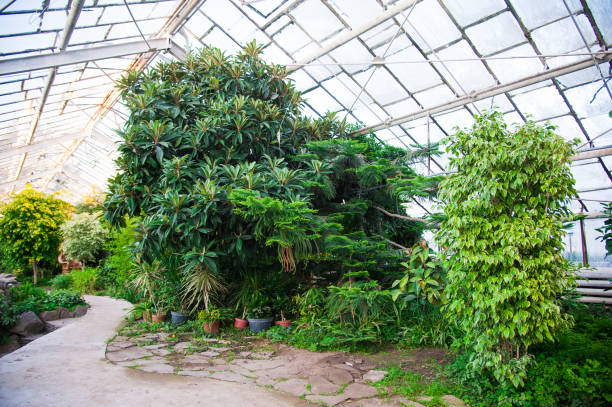 istock Garden greenhouse 641542856