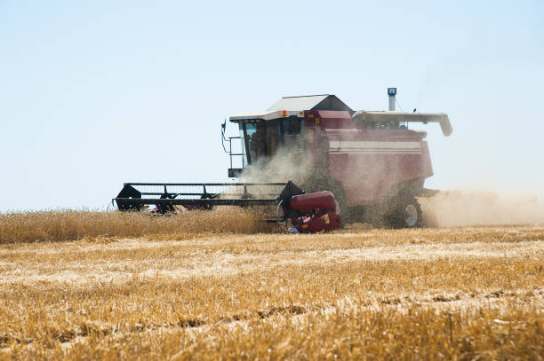 istock Combine harvesters in a field of wheat 641542924