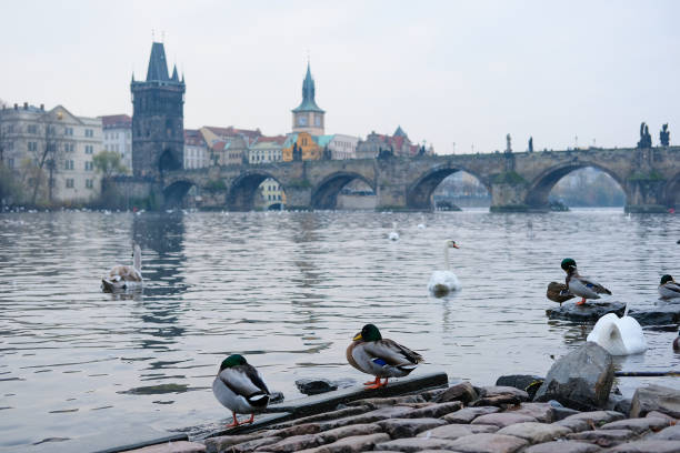 istock Swams on Vitava river in Prague 641547496